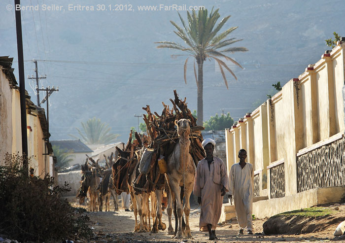 Keren: camels on their way to the fire wood market